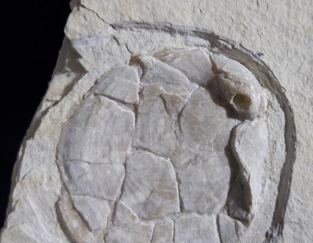 Terebratula sp. MUELLER 1776 - Bild © FossNet FossilienStore
